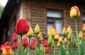 Yellow-red tulips bloom near an old wooden house. Blooming tulips. First spring flowers Royalty Free Stock Photo