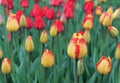 Yellow-red tulips bloom in the spring garden. Blooming tulips. First spring flowers Royalty Free Stock Photo