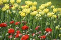 Yellow and red tulips and burgeons growing on the lawn