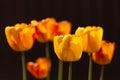 Yellow-red tulips on a dark background with backlight.Close up.Bright beautiful spring flowers in the sunlight Royalty Free Stock Photo