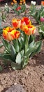 Yellow and red tulips enjoying the Arizonan Spring sunshine.