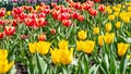 Yellow and red tulips in an even row, plantation of spring flowers background backdrop for design. Tulip blossom, sunny natural Royalty Free Stock Photo