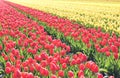 Yellow and red tulips in a field. These flowers were shot in Holland the Netherlands Royalty Free Stock Photo