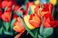 Yellow and red tulips in flower market. Natural background Royalty Free Stock Photo