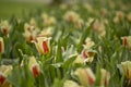 Yellow and red tulips