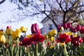 Yellow and red tulips with fringe on the background of trees and houses, spring flowers bloom in spring in the garden Royalty Free Stock Photo