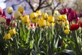 Yellow and red tulips with fringe on the background of trees and houses, spring flowers bloom in spring in the garden Royalty Free Stock Photo