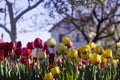 Yellow and red tulips with fringe on the background of trees and houses, spring flowers bloom in spring in the garden Royalty Free Stock Photo