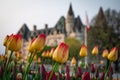 Yellow and red tulips in front of the Fairmont Chateau Laurier, Ottawa, Canada Royalty Free Stock Photo