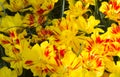 Yellow and Red Tulips