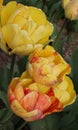 Yellow and red tulips in the garden, bright flowers, buds, beautiful natural background, delicate petals, spring Royalty Free Stock Photo