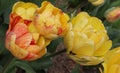 Yellow and red tulips in the garden, bright flowers, buds, beautiful natural background, delicate petals, spring Royalty Free Stock Photo