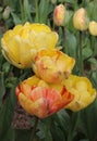 Yellow and red tulips in the garden, bright flowers, buds, beautiful natural background, delicate petals, spring Royalty Free Stock Photo