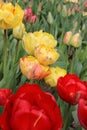 Yellow and red tulips in the garden, bright flowers, buds, beautiful natural background, delicate petals, spring Royalty Free Stock Photo