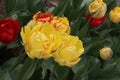 Yellow and red tulips in the garden, bright flowers, buds, beautiful natural background, delicate petals, spring Royalty Free Stock Photo