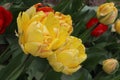 Yellow and red tulips in the garden, bright flowers, buds, beautiful natural background, delicate petals, spring Royalty Free Stock Photo