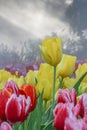 Yellow and red tulips garden in morning mist (soft focus) Royalty Free Stock Photo