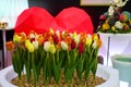 Yellow-red tulips grow in a white plastic flower bed against a background of a red heart