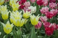 Yellow and red tulips growing and blossom in the garden Royalty Free Stock Photo