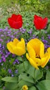 Little cluster of Yellow and red tulips