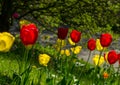 Yellow and red tulips on a meadow in different sharpness, green leaves of a tree in the background