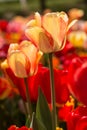 Yellow and Red Tulips in Michigan in Spring Vertical Royalty Free Stock Photo