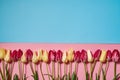 Yellow and red tulips on pink and blue pastel background, copy space. Spring minimal concept. Royalty Free Stock Photo
