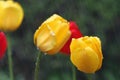 Yellow and red tulips in the rain with DOF on lower right yellow tulip Royalty Free Stock Photo