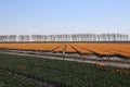 yellow red tulips in rows in a long flower field in Oude-Tonge o