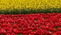 yellow, red tulips in Skagit , Washington during spring Royalty Free Stock Photo