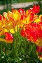 Yellow red tulips in spring Royalty Free Stock Photo