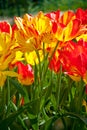 Yellow red tulips in spring Royalty Free Stock Photo