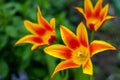 Yellow red tulips of an unusual rare variety. Open flower buds. Spring flower background. Petal flora nature. Blooming