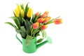 Yellow red tulips in water can vase Royalty Free Stock Photo