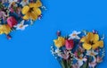 Yellow and red tulips, and white daffodils on a blue background. Royalty Free Stock Photo