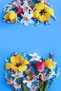 Yellow and red tulips, and white daffodils on a blue background. Royalty Free Stock Photo