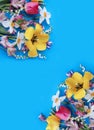 Yellow and red tulips, and white daffodils on a light blue background. Royalty Free Stock Photo