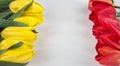 Yellow and red tulips on white wooden board. Background, pattern, texture. Royalty Free Stock Photo