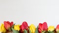 Yellow and red tulips on white wooden board. Background, pattern, texture. Royalty Free Stock Photo