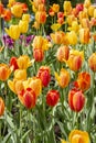 Yellow red varietal tulips, background wallpaper vertical photo. Beautiful flowers tulips smooth heads of flowers petals Royalty Free Stock Photo