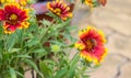 Yellow and red vibrant Gaillardia flower and a honey bee Royalty Free Stock Photo