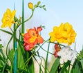 Yellow, red and white freesia flowers, window blue background