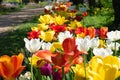 Yellow, red, white, orange and purple tulips blooming Royalty Free Stock Photo