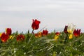 Yellow, red and white wild tulips on a sunny windy day in the steppe Royalty Free Stock Photo