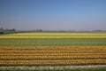 Yellow and red-yellow tulips in a row on a flower field in Oude-Tonge in the Netherlands