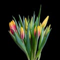 Yellow red young fresh tulips bouquet macro on black background Royalty Free Stock Photo