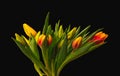 Yellow red young fresh tulips bouquet, vintage painting style Royalty Free Stock Photo