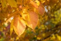 Yellow-reddish autumn leave