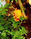 The yellow reddish flower with greenery Royalty Free Stock Photo