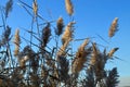 Panicle of dried reed in the blue sky Royalty Free Stock Photo